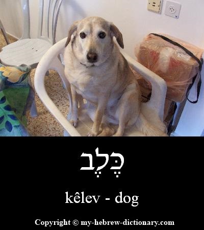 dog in Hebrew