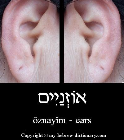 ears in Hebrew