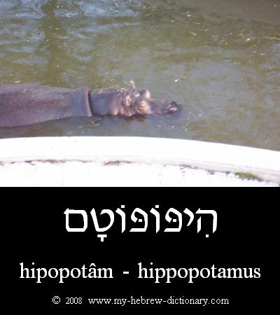 hippopotamus in Hebrew