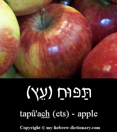 apple in Hebrew