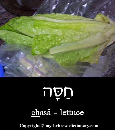 lettuce in Hebrew