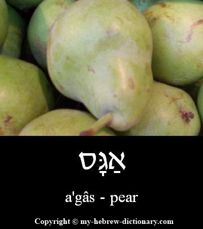 pear in Hebrew