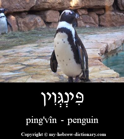 penguin in Hebrew