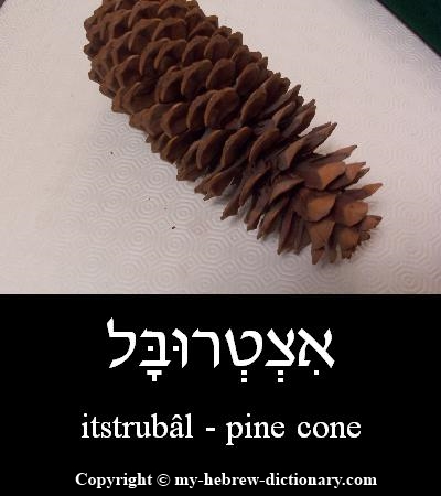 pine cone in Hebrew