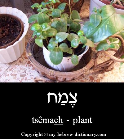 plant in Hebrew