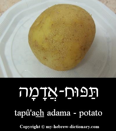 potato in Hebrew