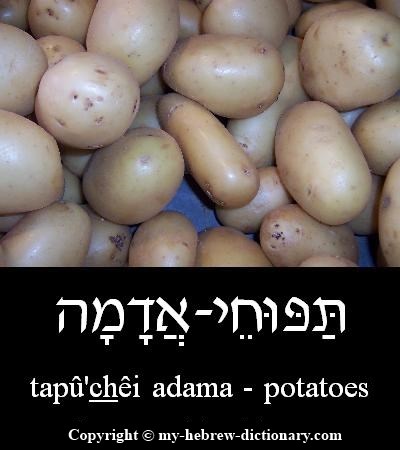 potatos in Hebrew