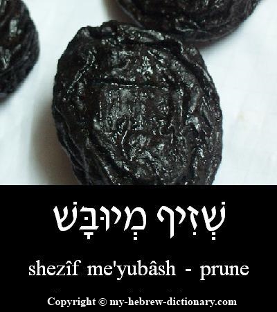 prune in Hebrew