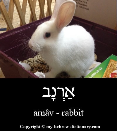 rabbit in Hebrew