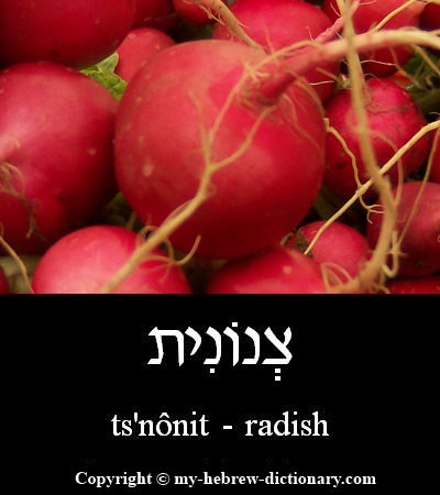 radish in Hebrew