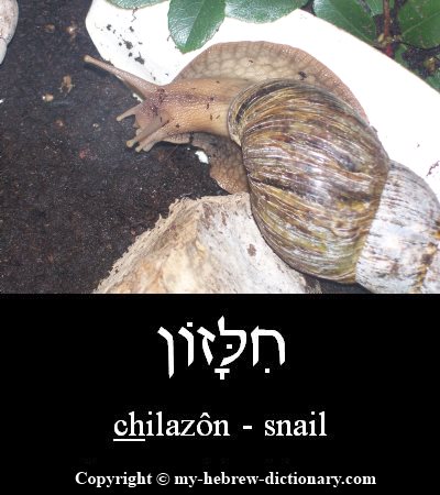 snail in Hebrew