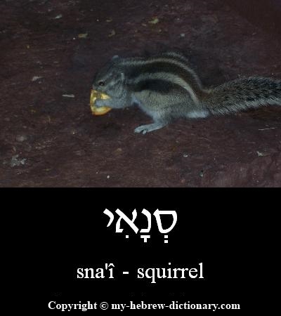 squirrel in Hebrew