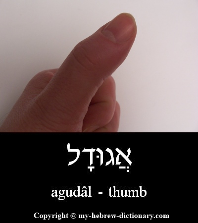 thumb in Hebrew