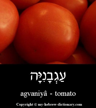 tomato in Hebrew