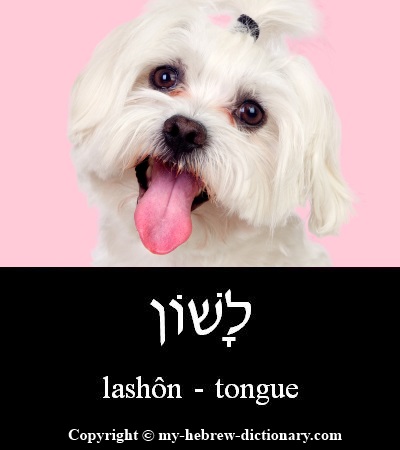 tongue in Hebrew