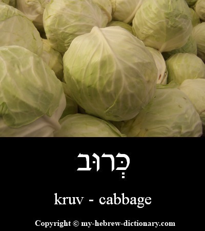 cabbage in Hebrew