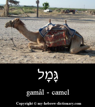 camel in Hebrew