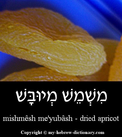 apricot in Hebrew