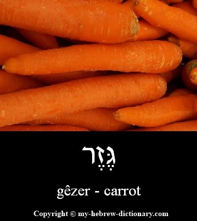 carrot in Hebrew