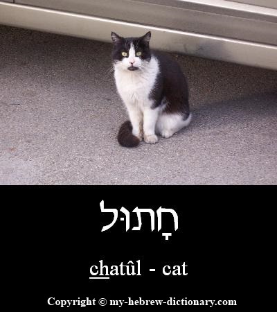 cat in Hebrew