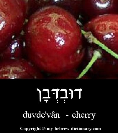 cherry in Hebrew