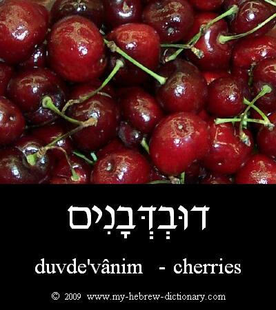 cherries in Hebrew
