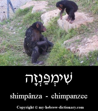 chimpanzee in Hebrew