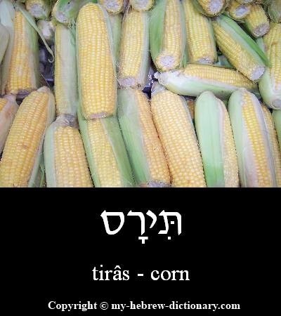 corn in Hebrew