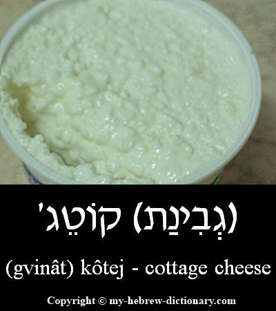 cottage cheese in Hebrew