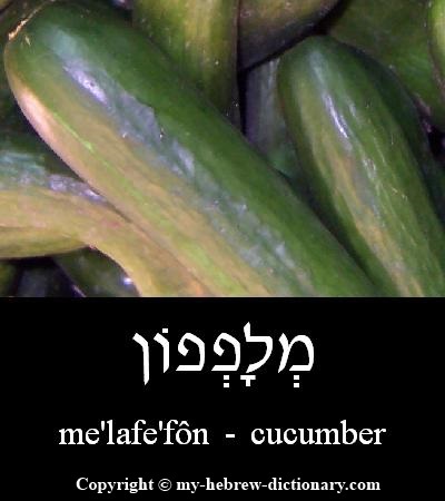 cucumber in Hebrew