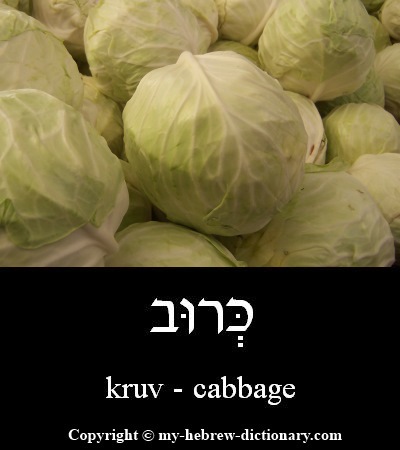 Cabbage in Hebrew