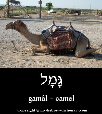 Camel in Hebrew