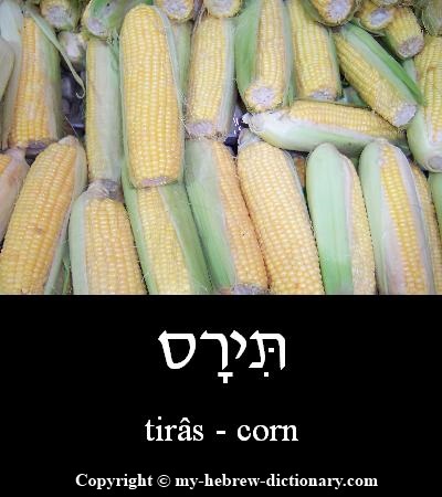 Corn in Hebrew