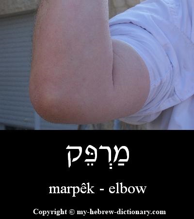 Elbow in Hebrew