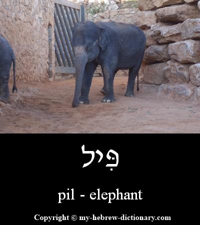 Elephant in Hebrew