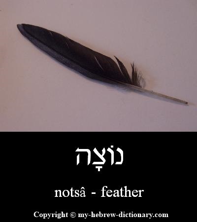 Feather in Hebrew
