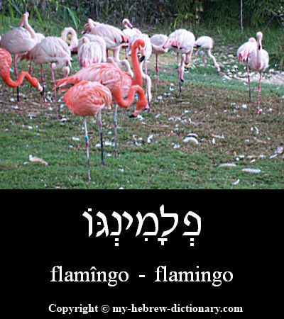 Flamingo in Hebrew