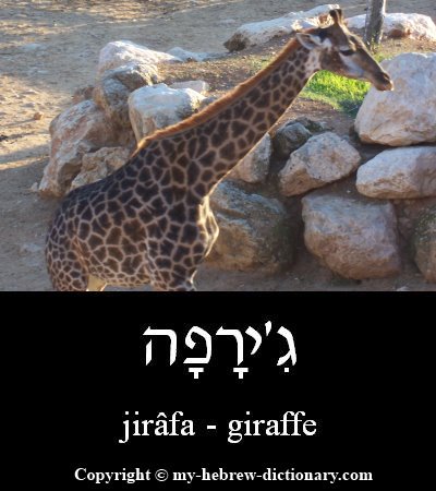 Giraffe in Hebrew