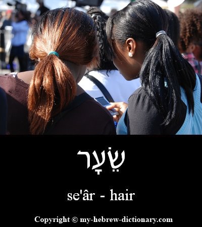 Hair in Hebrew