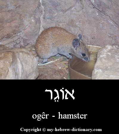 Hamster in Hebrew