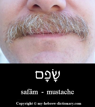 Mustache in Hebrew