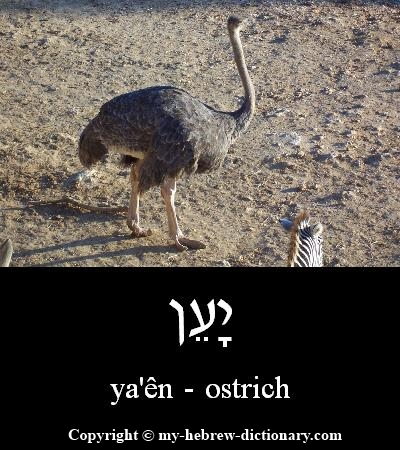 Ostrich in Hebrew
