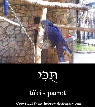 Parrot in Hebrew
