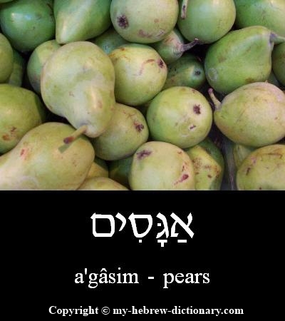 Pears in Hebrew