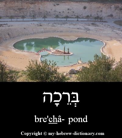 Pond in Hebrew