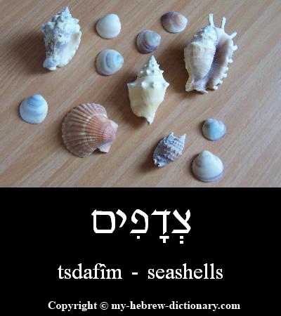 Seashells in Hebrew