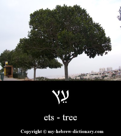 Tree in Hebrew