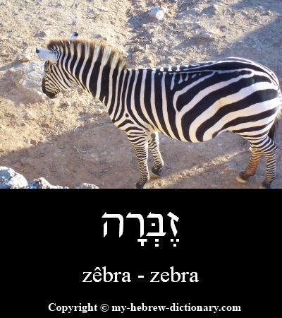 Zebra in Hebrew